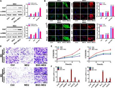 Tumor-Educated Neutrophils Activate Mesenchymal Stem Cells to Promote Gastric Cancer Growth and Metastasis